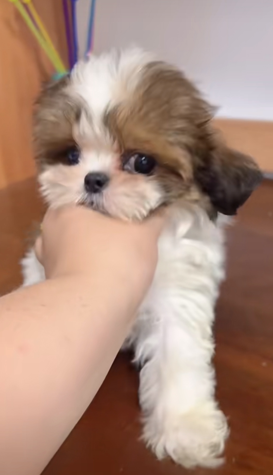可以扎辫子的小狗狗